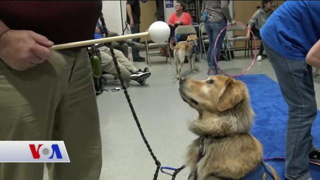 Diyabetik Köpekler Hayat Kurtarıyor