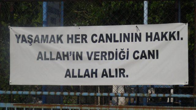 Ölen hayvanlar için tek kişilik eylem