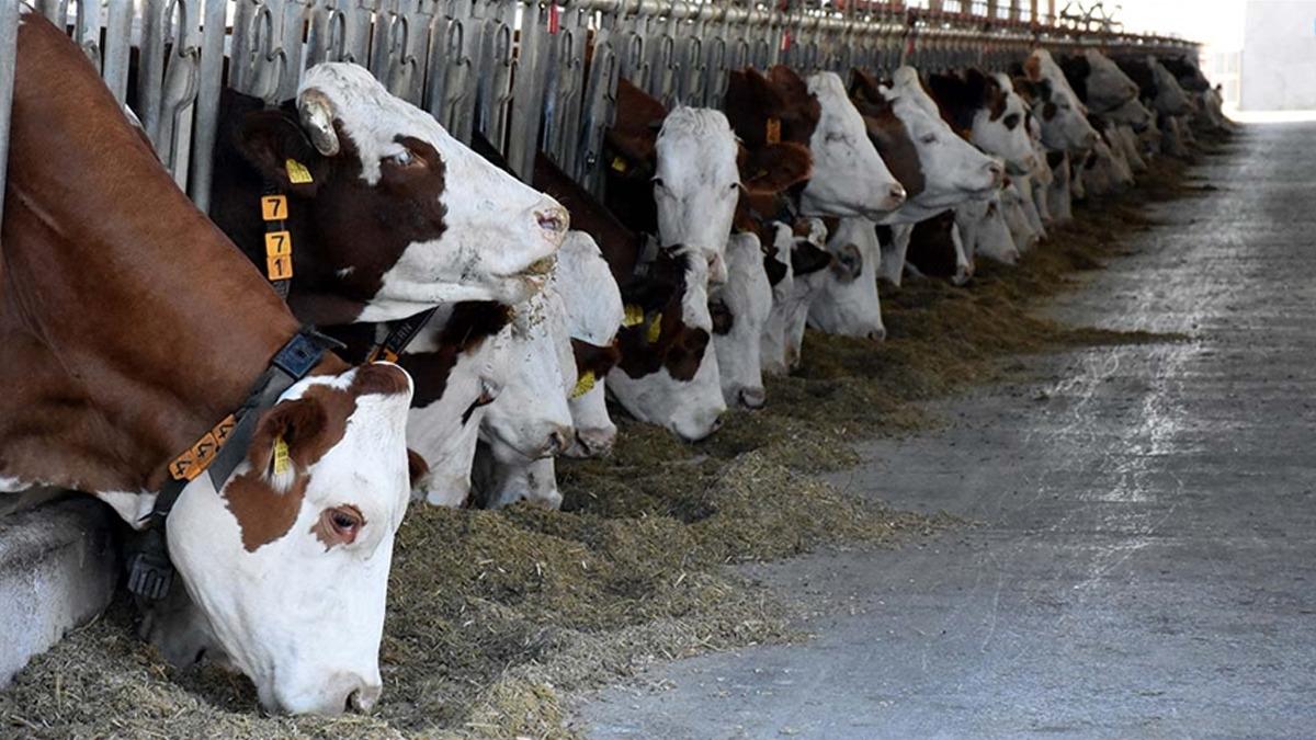 Bakanlık harekete ge&ccedil;ti! Et fiyatları i&ccedil;in yeni model: Gelir garantisi verilecek 1