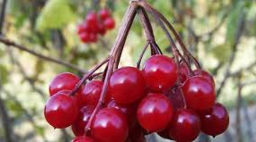 Diyetlerin yeni gözdesi gilaburu suyu nedir?