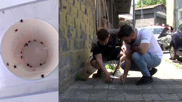 Mahallede kene alarmı! İlk defa böyle bir istila görüyorum