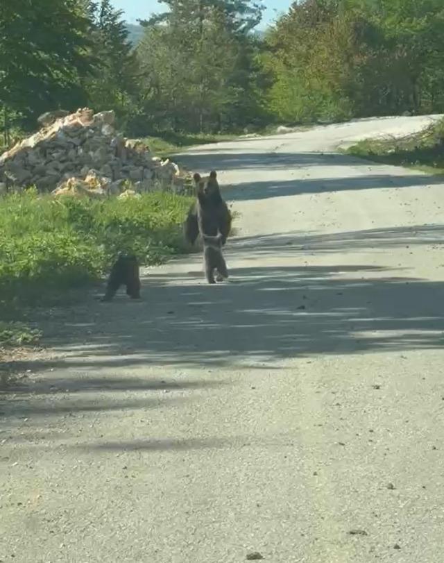 Kardeşlerin anne ayı ve yavruları ile sohbeti g&uuml;l&uuml;msetti 2