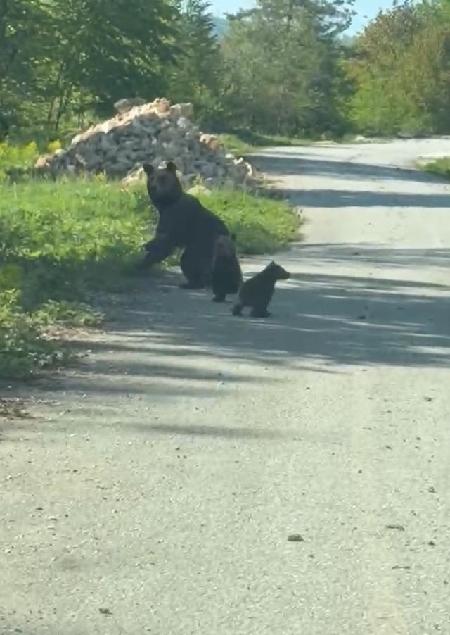 Kardeşlerin anne ayı ve yavruları ile sohbeti g&uuml;l&uuml;msetti 1