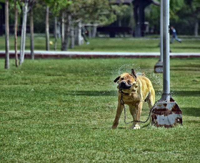 Çoban köpekleri, Türkiye Şampiyonası için yarıştırıldı