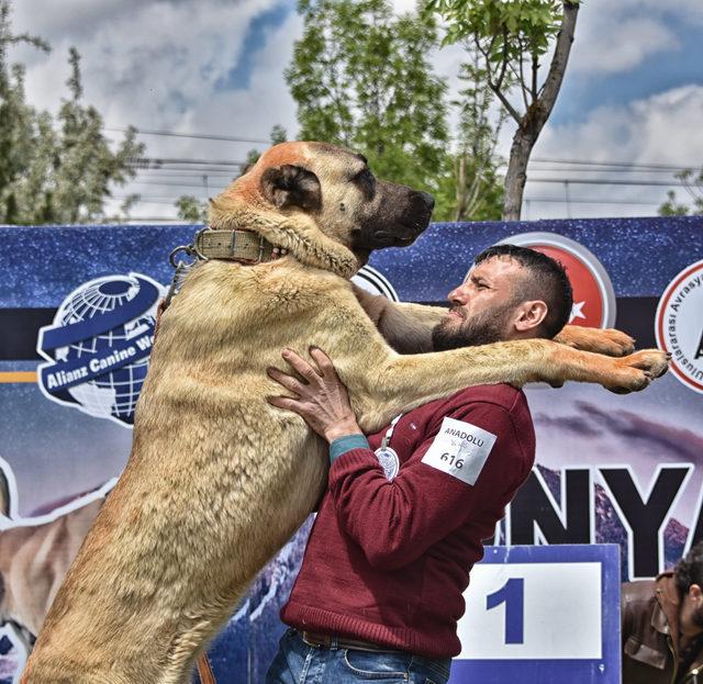 Çoban köpekleri, Türkiye Şampiyonası için yarıştırıldı