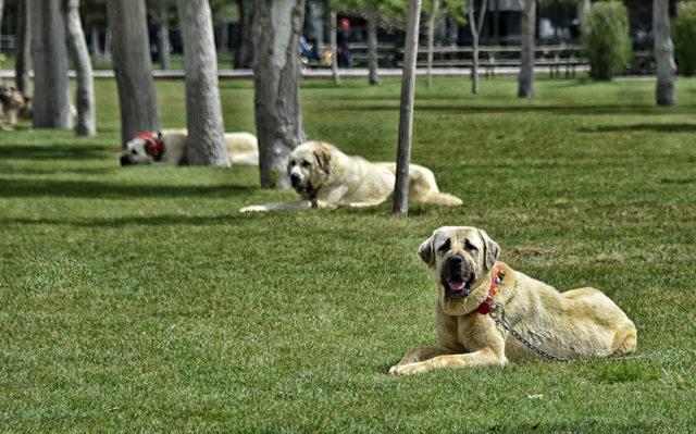 Çoban köpekleri, Türkiye Şampiyonası için yarıştırıldı