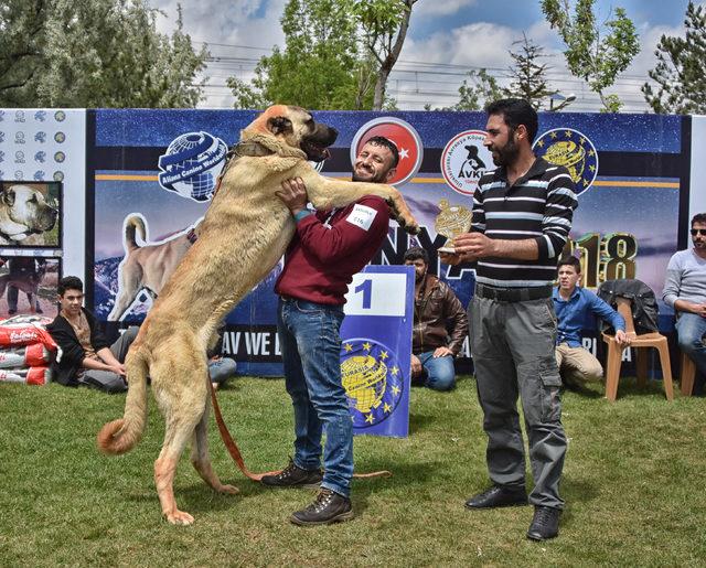 Çoban köpekleri, Türkiye Şampiyonası için yarıştırıldı