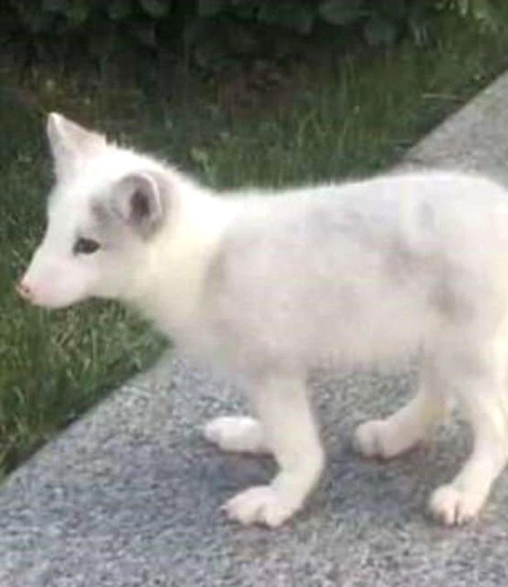 Ölüme terk edilen köpek ilgi ve sevgiye bakın nasıl değişti G5