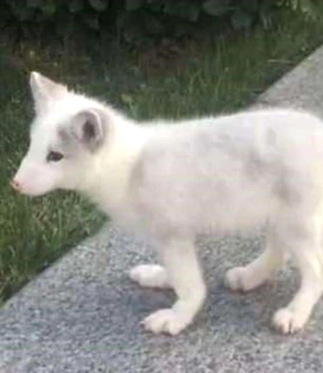 Petshoptan k&ouml;pek satın aldı, ger&ccedil;eği &ouml;ğrenince hayatının şokunu yaşadı