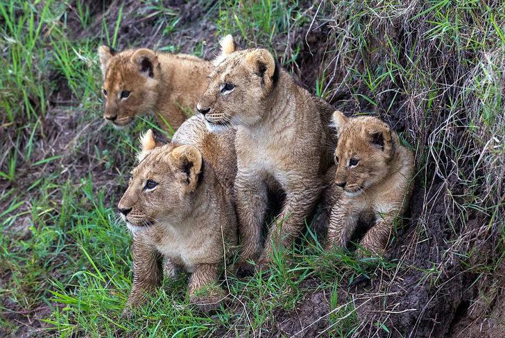 Yavru aslanlar iş başında! G3