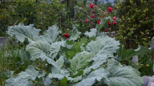'Merhum çok seviyordu' diye mezarına karalahana ektiler! 