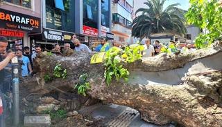 Bursa'da asırlık &ccedil;ınar ağa&ccedil; yola devrildi! Faciadan d&ouml;n&uuml;ld&uuml;
