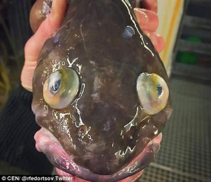 Görenler inanamıyor  G5