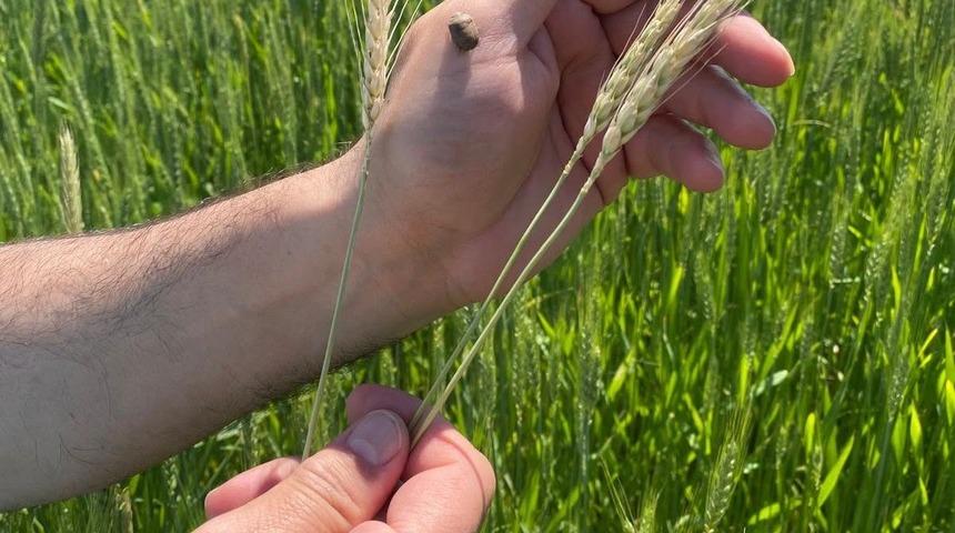 Gediz&rsquo;de hububat alanlarında tarla kontrolleri yapıldı