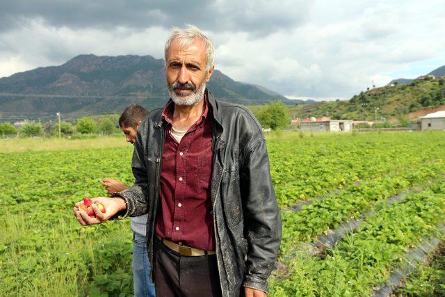 Batman'da çileği sağanak vurdu