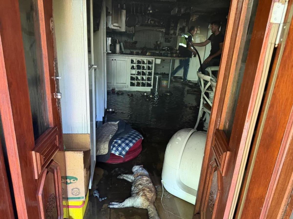 Ayvacık’ta ev yangınında 2 kedi telef oldu 1