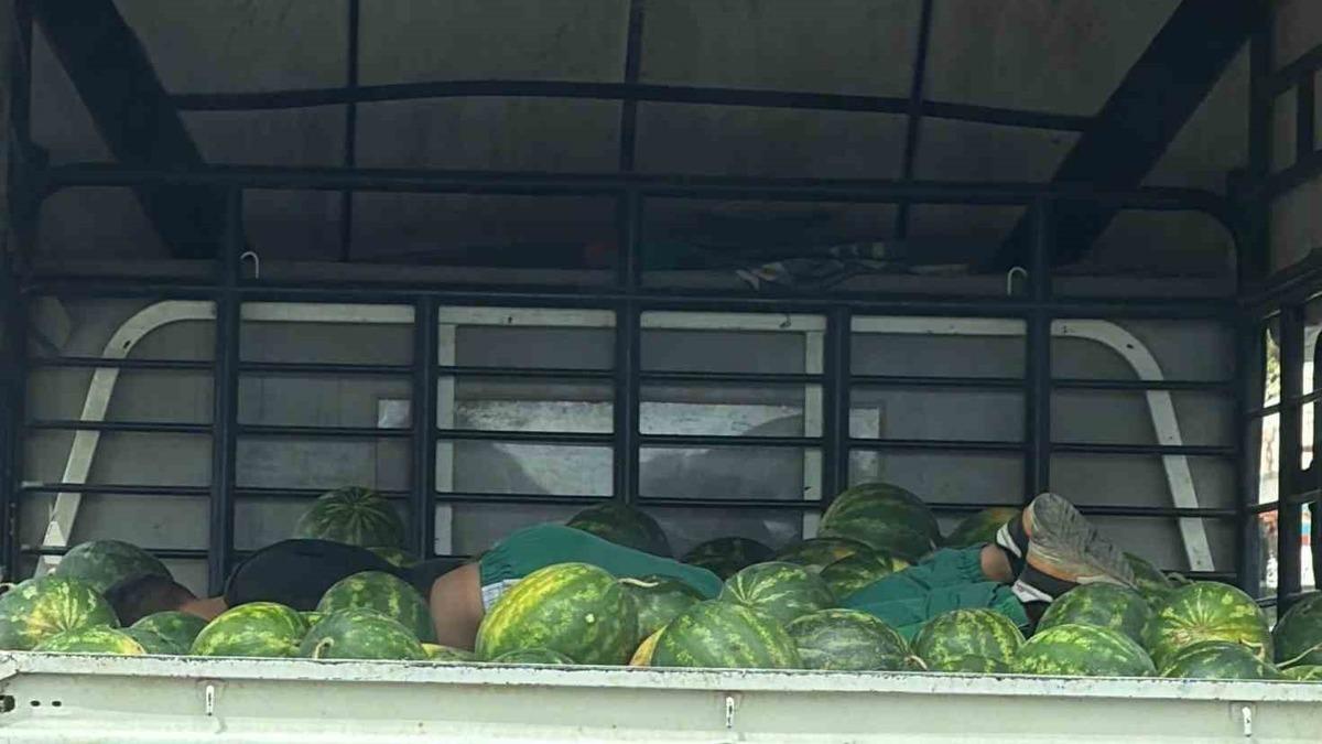Adana'da karpuzlar arasındaki uyku görenleri gülümsetti