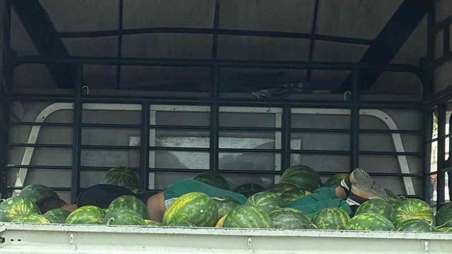 Adana'da karpuzlar arasındaki uyku görenleri gülümsetti
