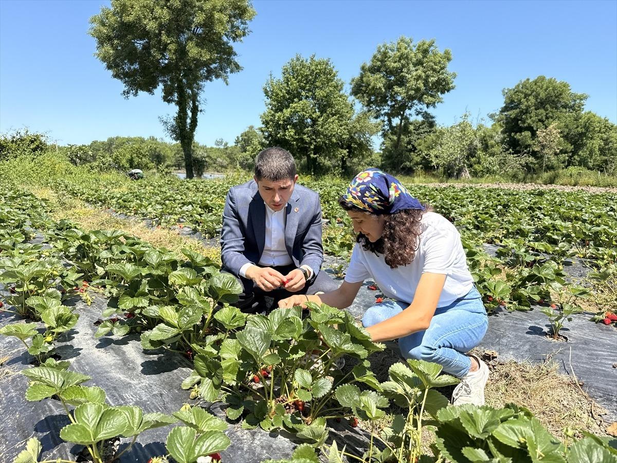 27 yaşında bankacılığı bıraktı, tarlaya sarıldı! Kırmızı altın için kolları sıvadı 3