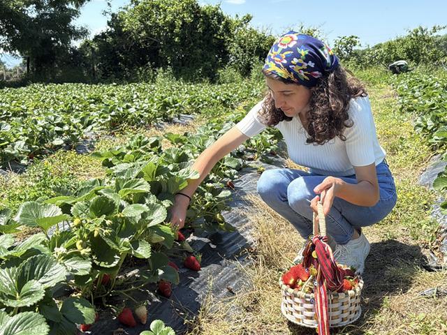 Bankacılığı bıraktı, tarlaya sarıldı! Kırmızı altın i&ccedil;in kolları sıvadı