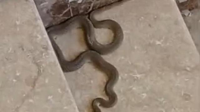 Apartmana giren yılan paniğe neden oldu
