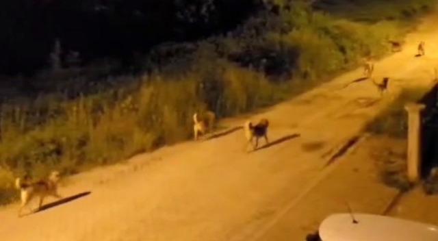 Bolu’da köpek sürüsü tedirginliği 2