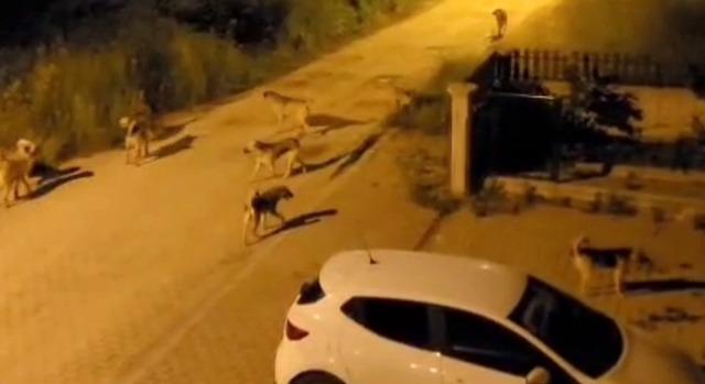 Bolu’da köpek sürüsü tedirginliği 1