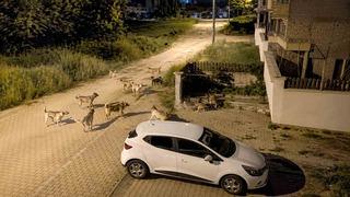 Bolu’da köpek sürüsü tedirginliği