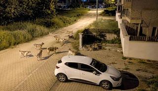 Bolu&rsquo;da k&ouml;pek s&uuml;r&uuml;s&uuml; tedirginliği