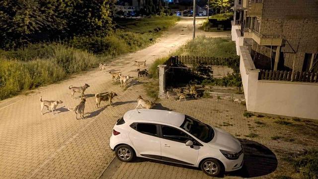 Bolu’da köpek sürüsü tedirginliği