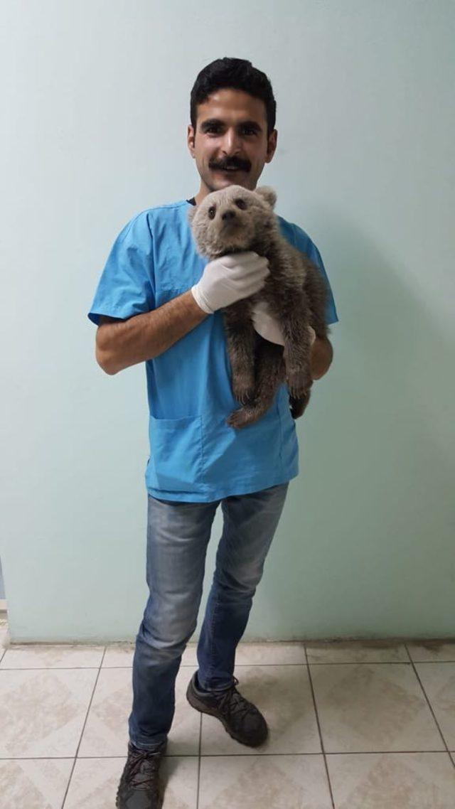 Yaralı yavru ayı tedavi altına alındı
