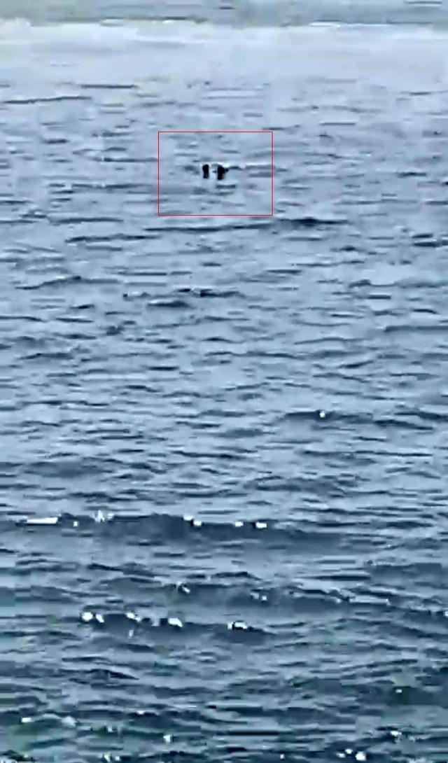 Feribottan denize düşen kişiye büfe çalışanından hayat kurtaran müdahale 1