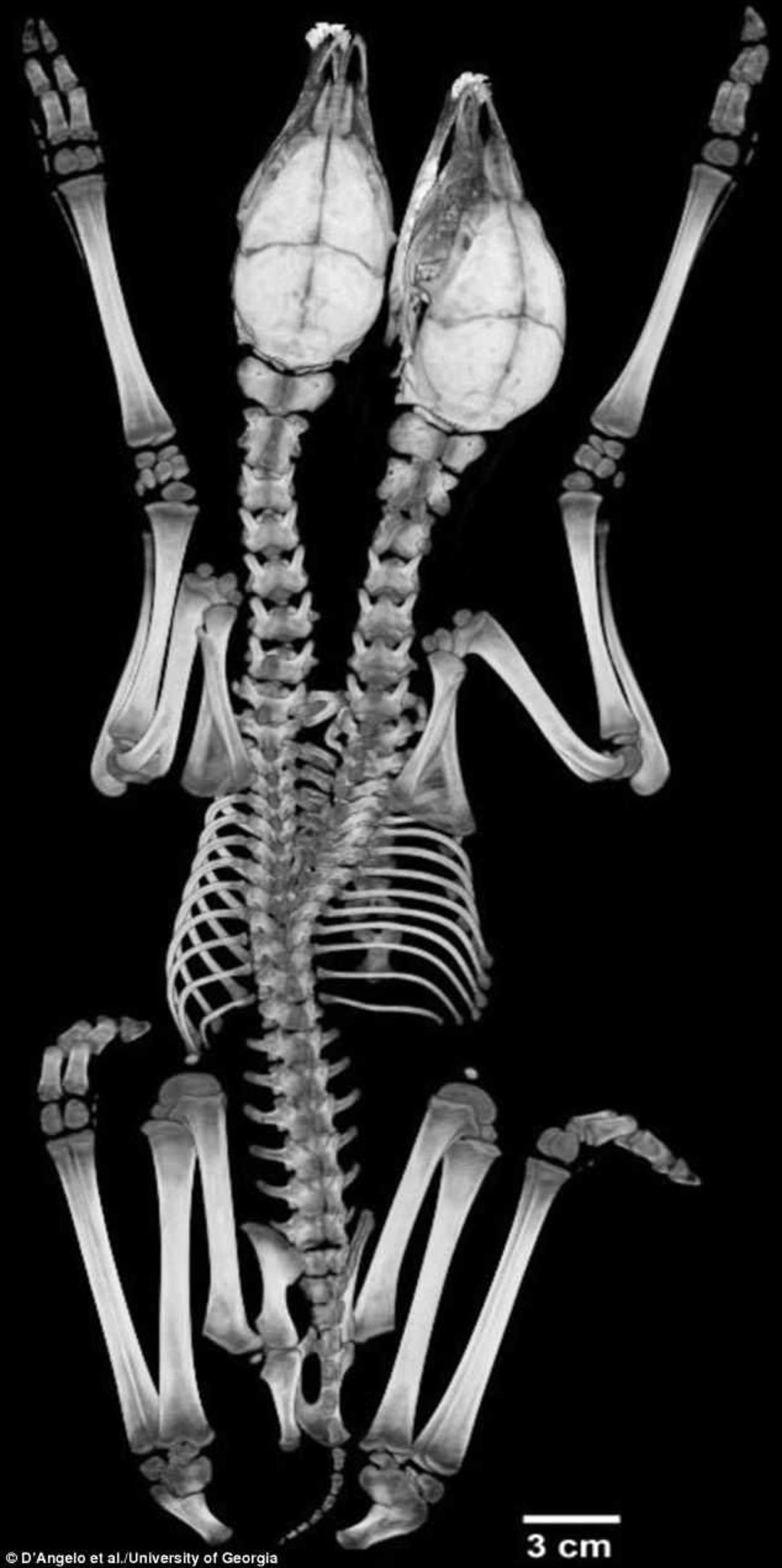 İki başlı yaratık şoke etti!