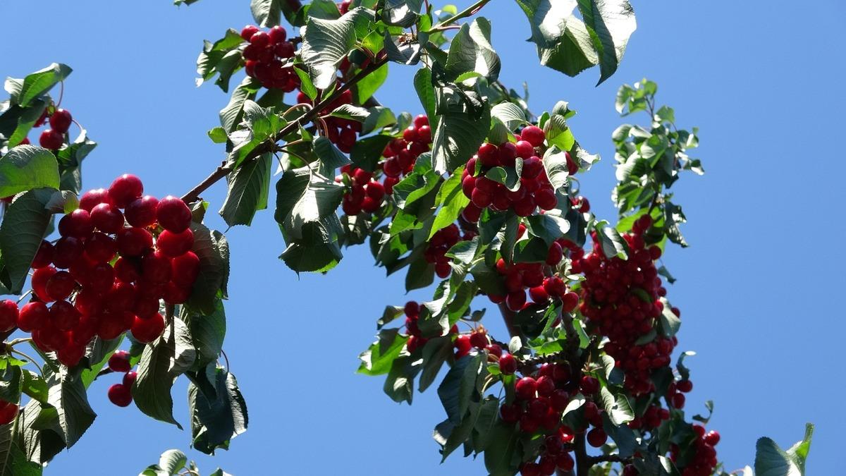 Çay bardağına sığmıyor: Kilosu 800 TL ye kadar çıkıyor 4