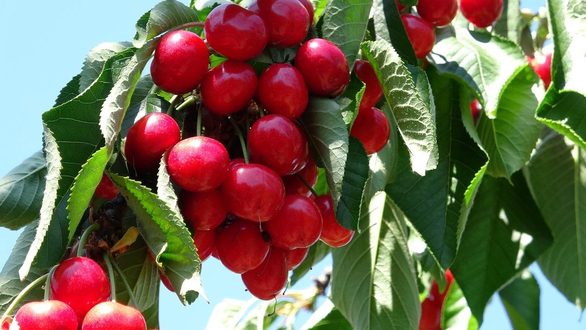 Çay bardağına sığmıyor: Kilosu 800 TL ye kadar çıkıyor 1