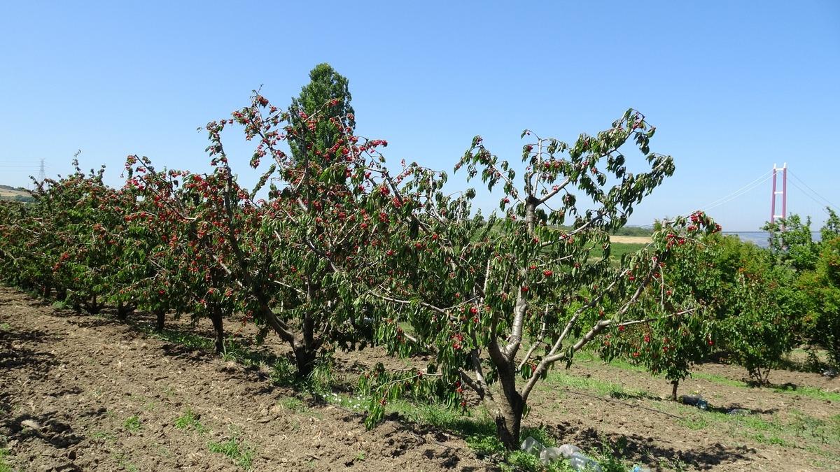 Çay bardağına sığmıyor: Kilosu 800 TL ye kadar çıkıyor 5