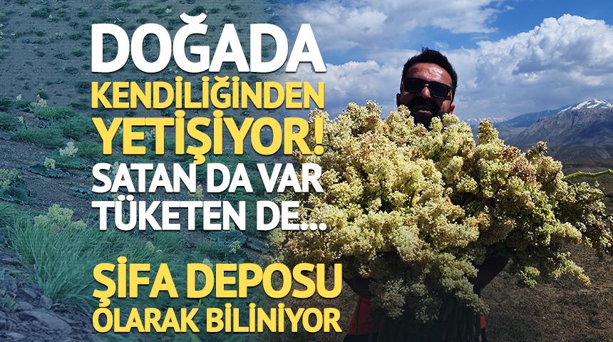 Doğada kendiliğinden yetişiyor! Şifa deposu olarak biliniyor