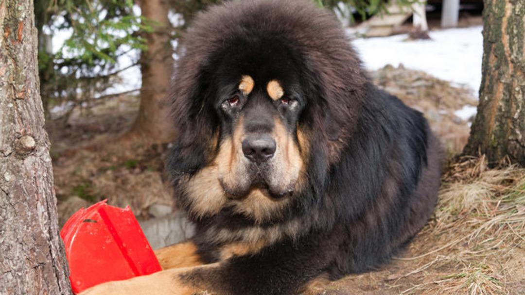 K&ouml;pek diye satın aldı, bakın ne &ccedil;ıktı!