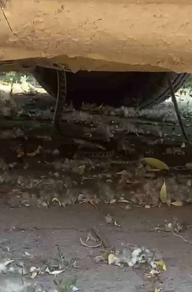 Tokat&rsquo;ta aracın motor kısmına giren yılanı itfaiye ekipleri k&uuml;rekle yakaladı 1
