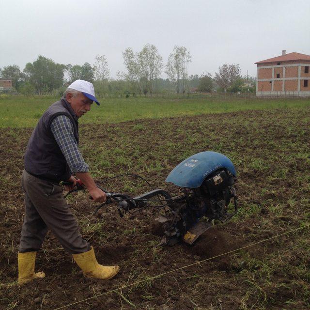 Karadeniz'de ilk kuşkonmaz üretimi Samsun'da