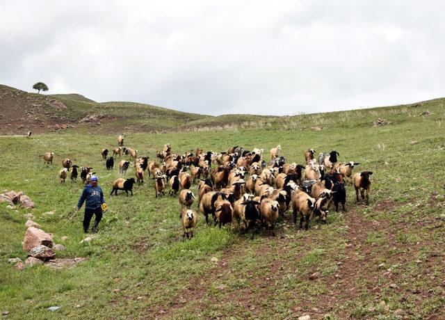 Terörden temizlenen yaylalar şenlendi