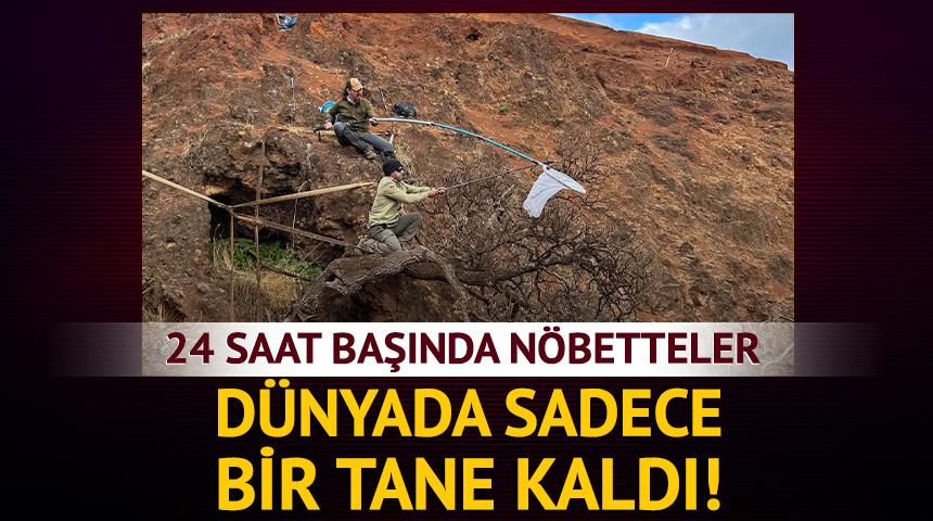 D&uuml;nyada sadece bir tane kaldı! 24 saat n&ouml;betle korunuyor