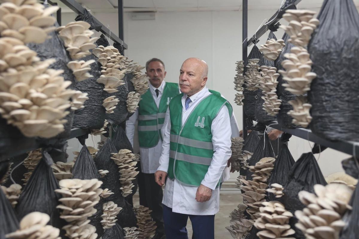 Büyükşehirden üretime destek: İstiridye mantarı dönemi 3
