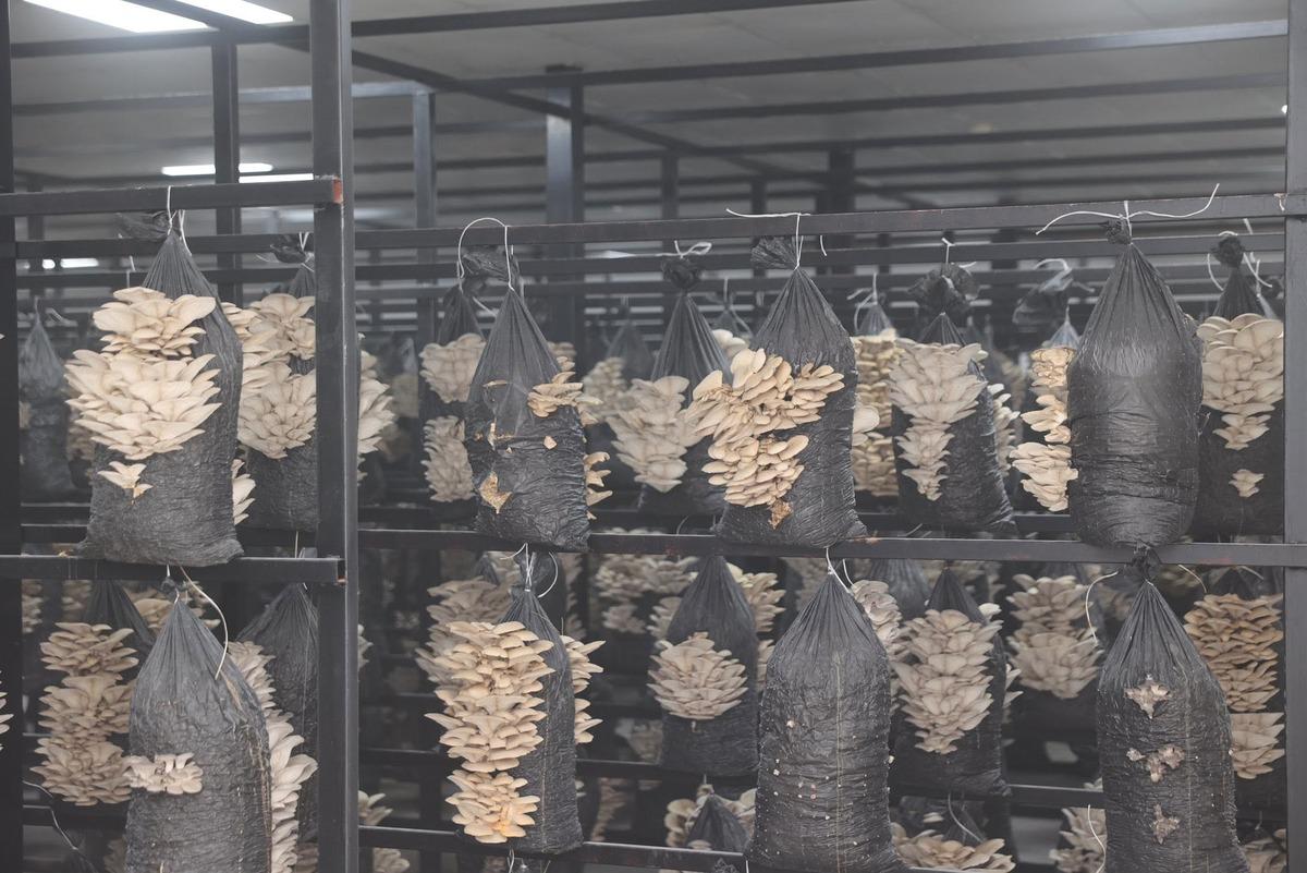 Büyükşehirden üretime destek: İstiridye mantarı dönemi 2