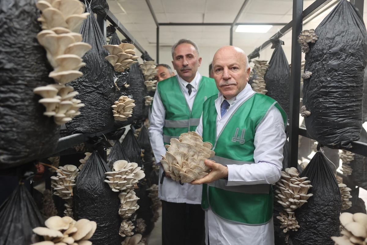 Büyükşehirden üretime destek: İstiridye mantarı dönemi 1