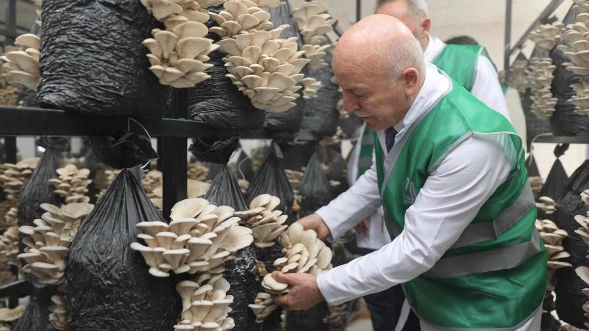 Büyükşehirden üretime destek: İstiridye mantarı dönemi