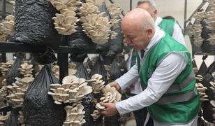 B&uuml;y&uuml;kşehirden &uuml;retime destek: İstiridye mantarı d&ouml;nemi
