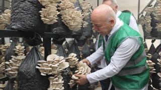 Son dakika: B&uuml;y&uuml;kşehirden &uuml;retime destek: İstiridye mantarı d&ouml;nemi