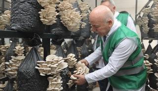 B&uuml;y&uuml;kşehirden &uuml;retime destek: İstiridye mantarı d&ouml;nemi