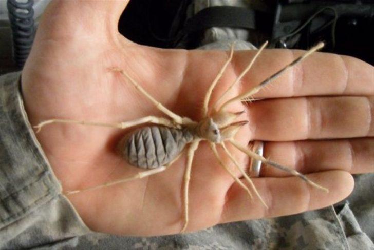 Korku filmi değil gerçek! G3